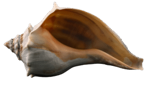 knobbed whelk shell transparent