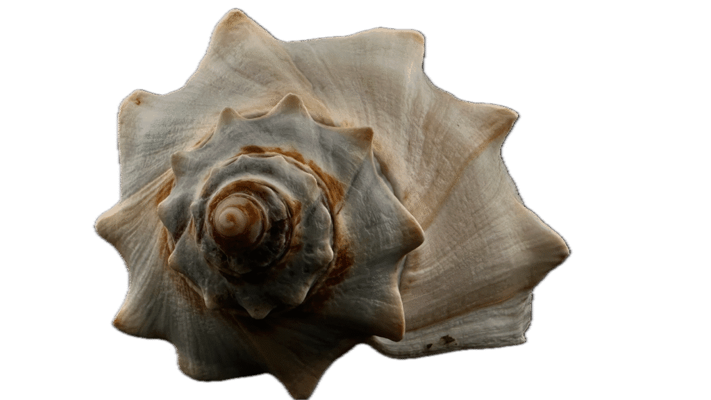 knotted whelk front knotted whelk front