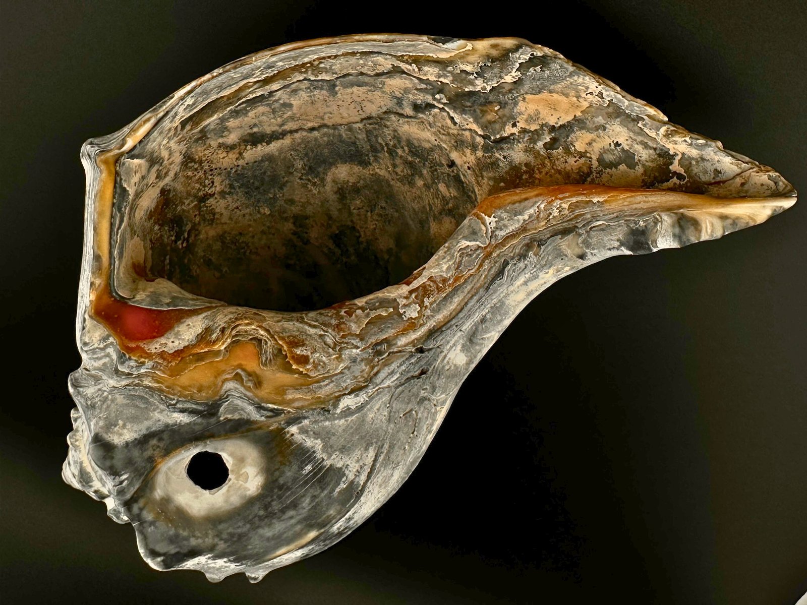 002a Knobbed Whelk Front