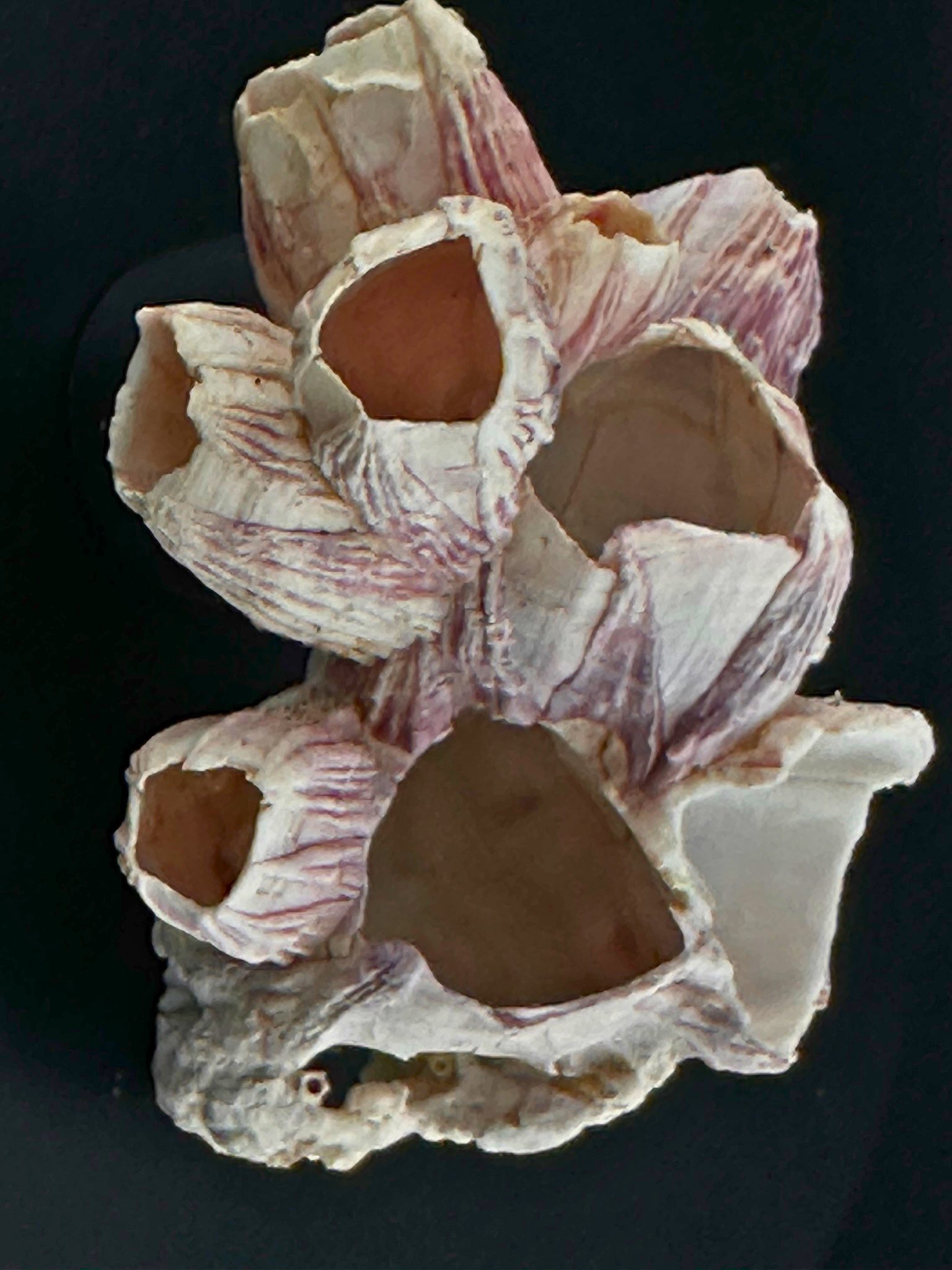 004 AcornBarnacle Front
