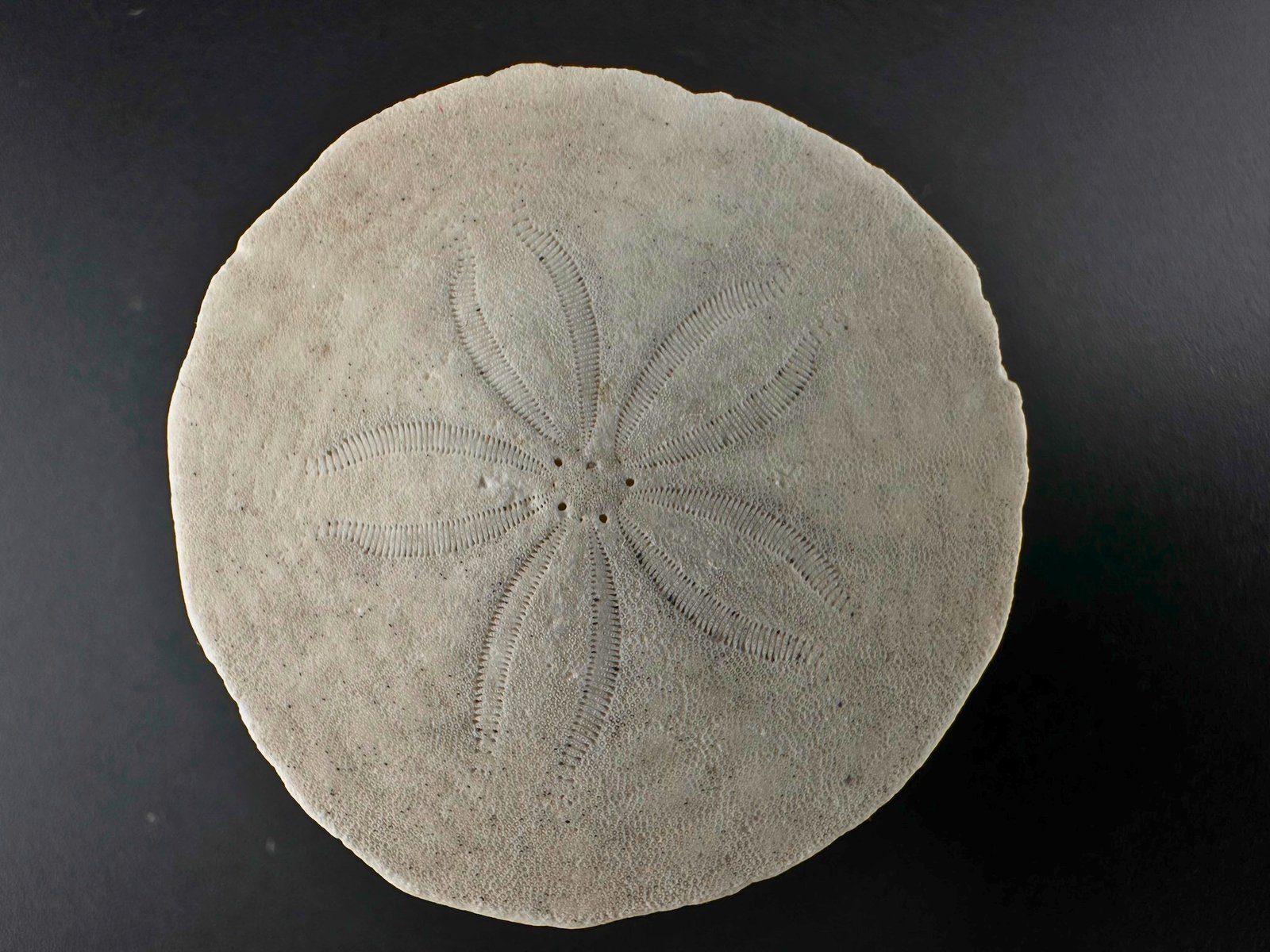 006 SandDollar Front