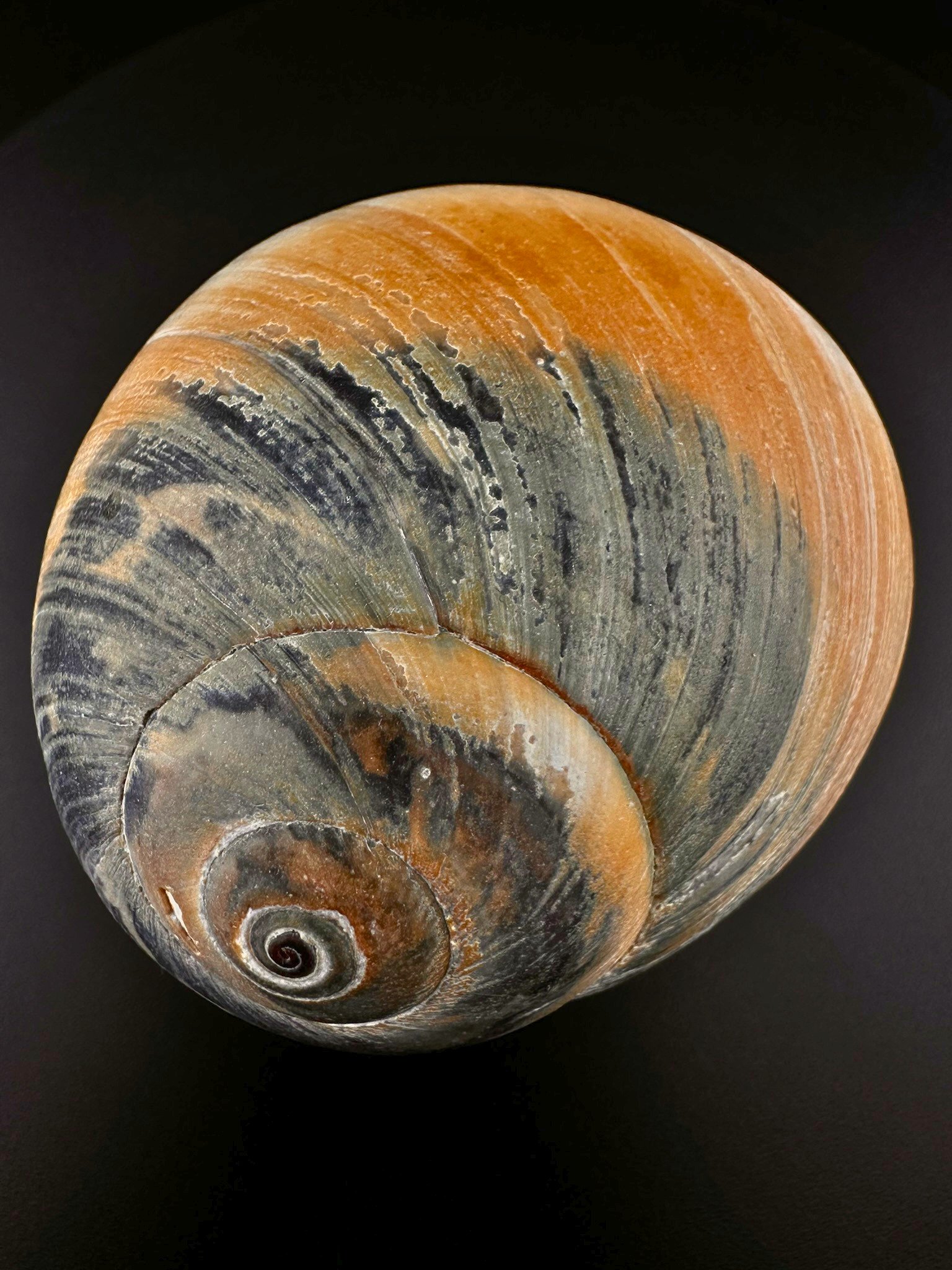 008 CommonNorthernMoonShell Front