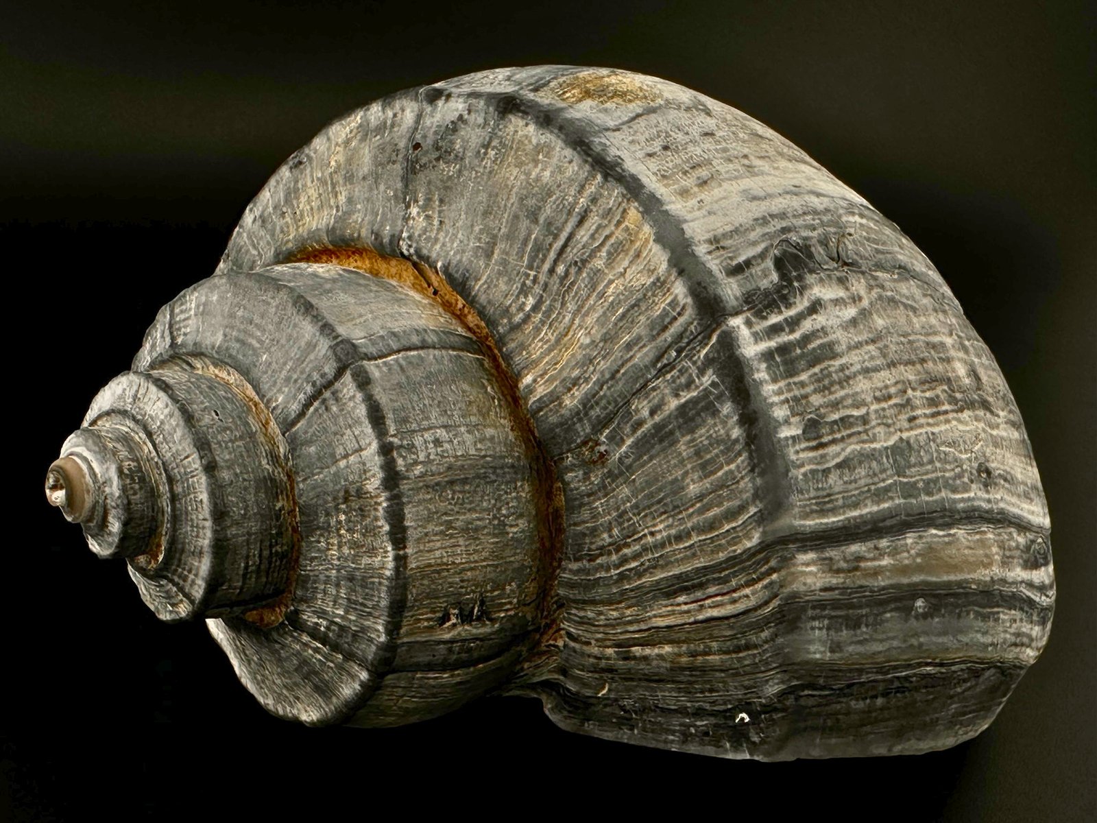 009 ChanneledWhelk Front