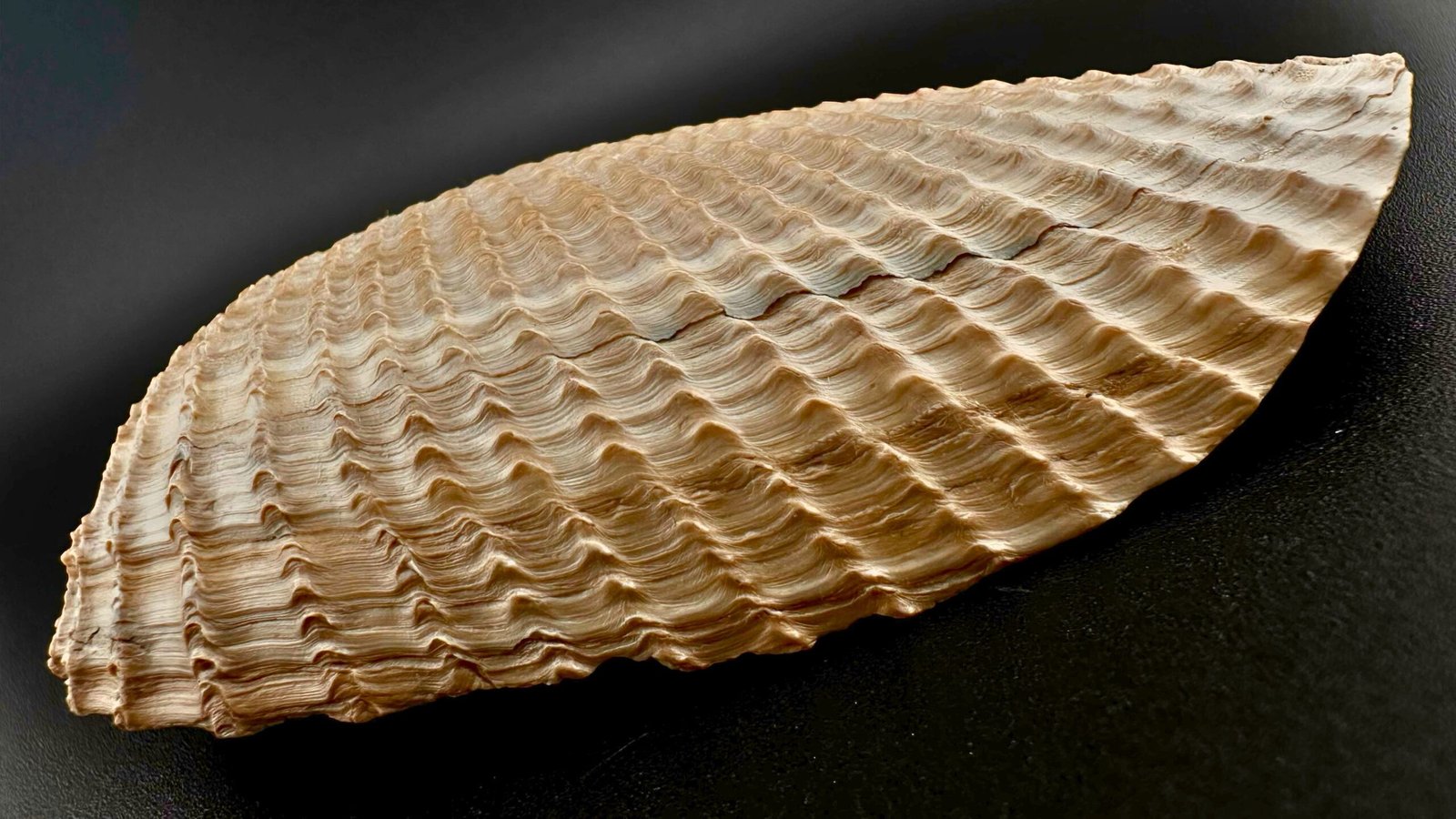 010 Angel Wing Front Scaled