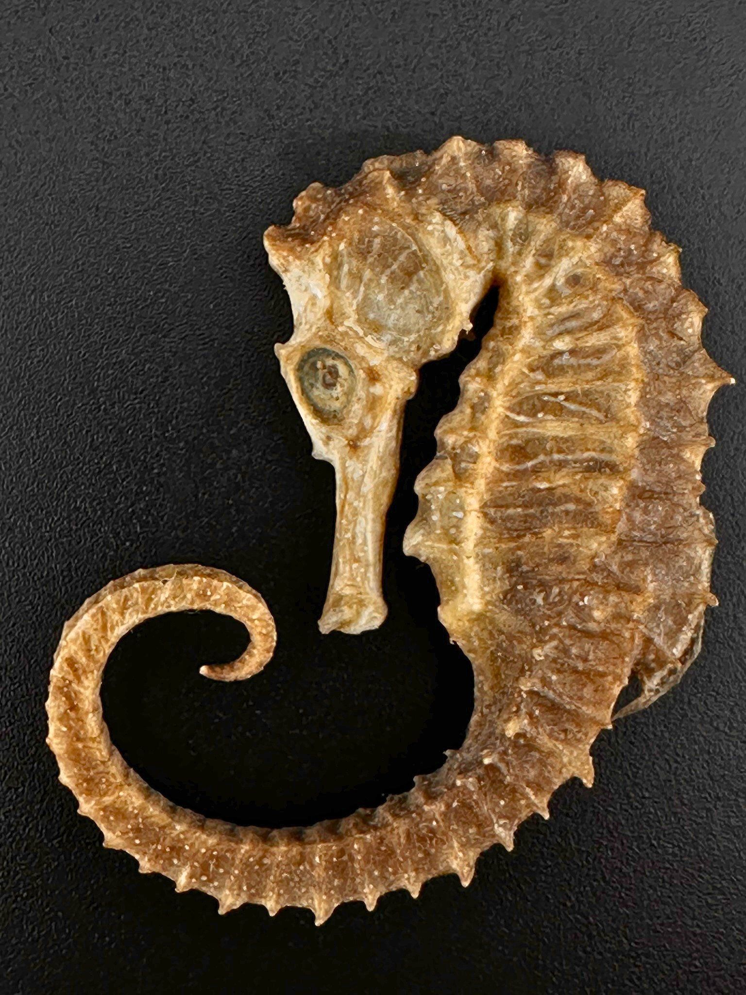 012 SeaHorse Front