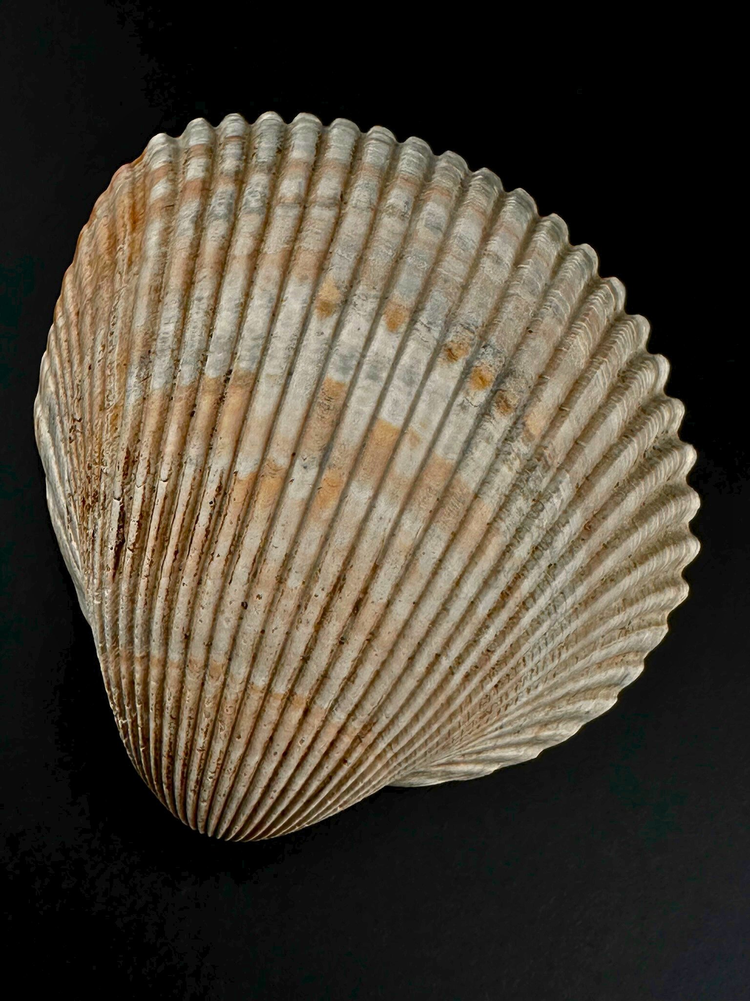 013 GiantAtlanticCockle Front