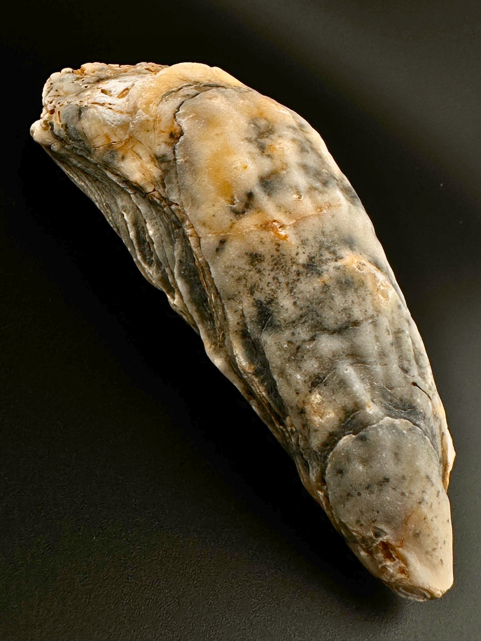 014 Eastern Oyster Front