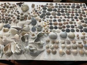 cleaned shells