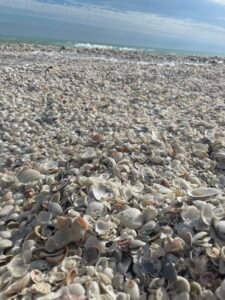 discovering shells discovering shells