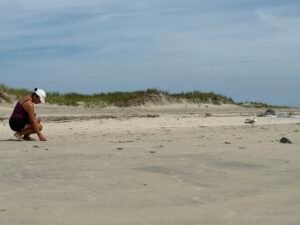 shell collecting